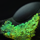 Al Habshi’s winning weevil image.